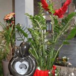 plantes-d-interieur11