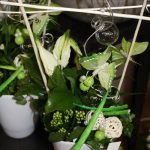 plantes-d-interieur31